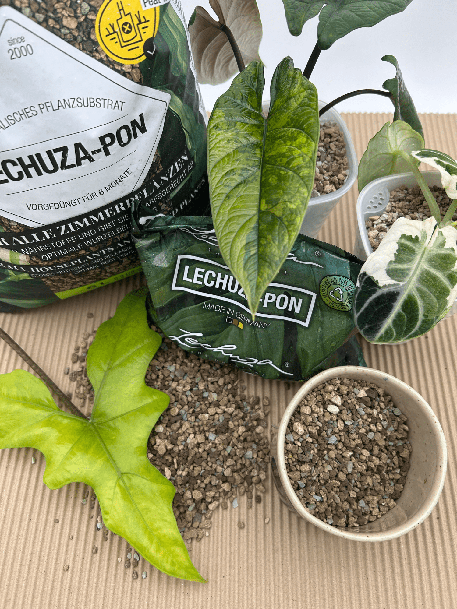 Lechuza Pon - Florigera