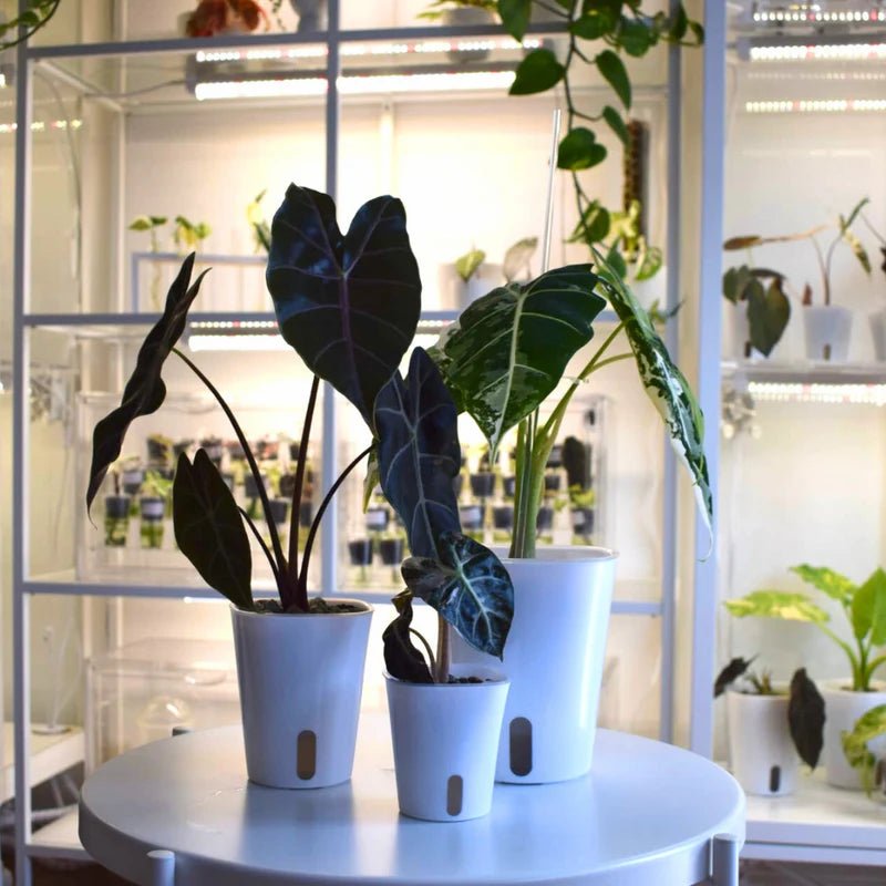 Samozavlažovací květináč Plantscraper – Florigera