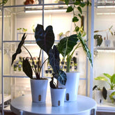 Samozavlažovací květináč Plantscraper – Florigera