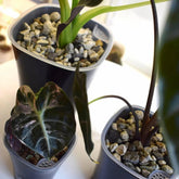 Samozavlažovací květináč Plantscraper – Florigera