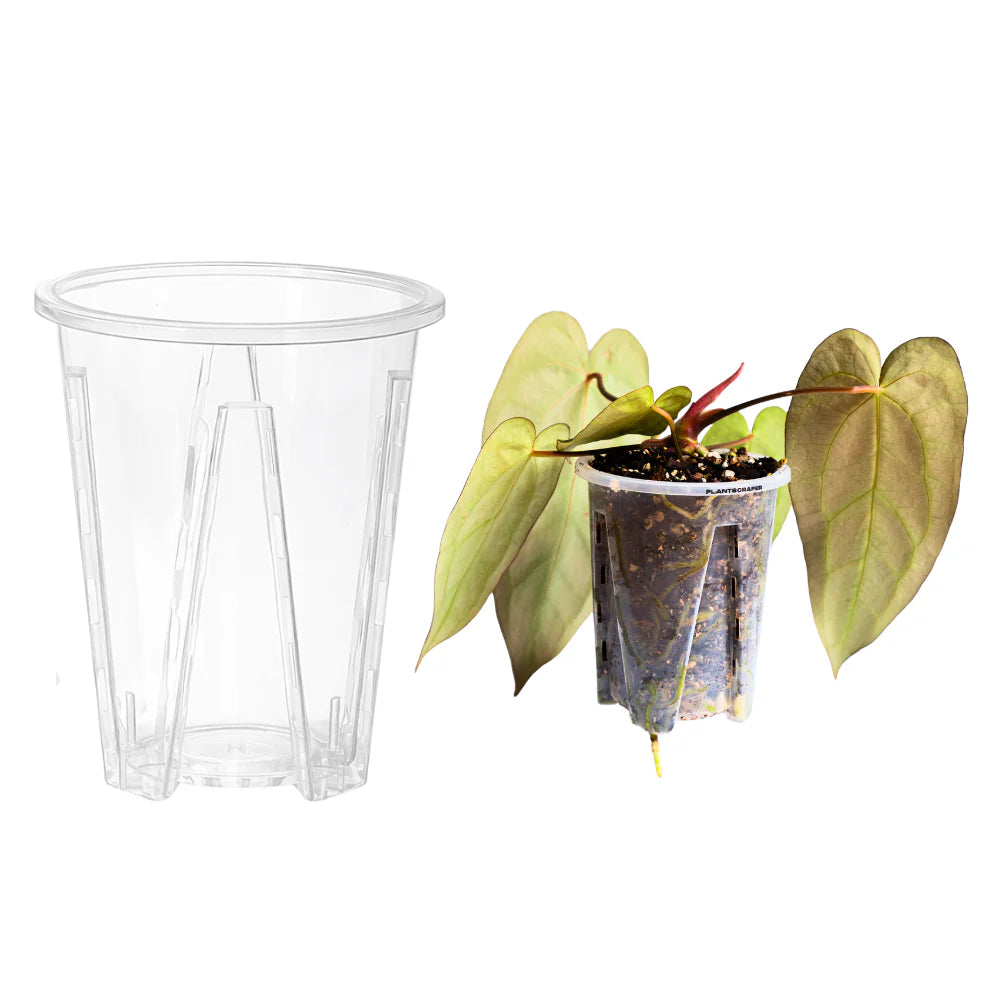 Průhledný květináč pro aroidy Plantscraper