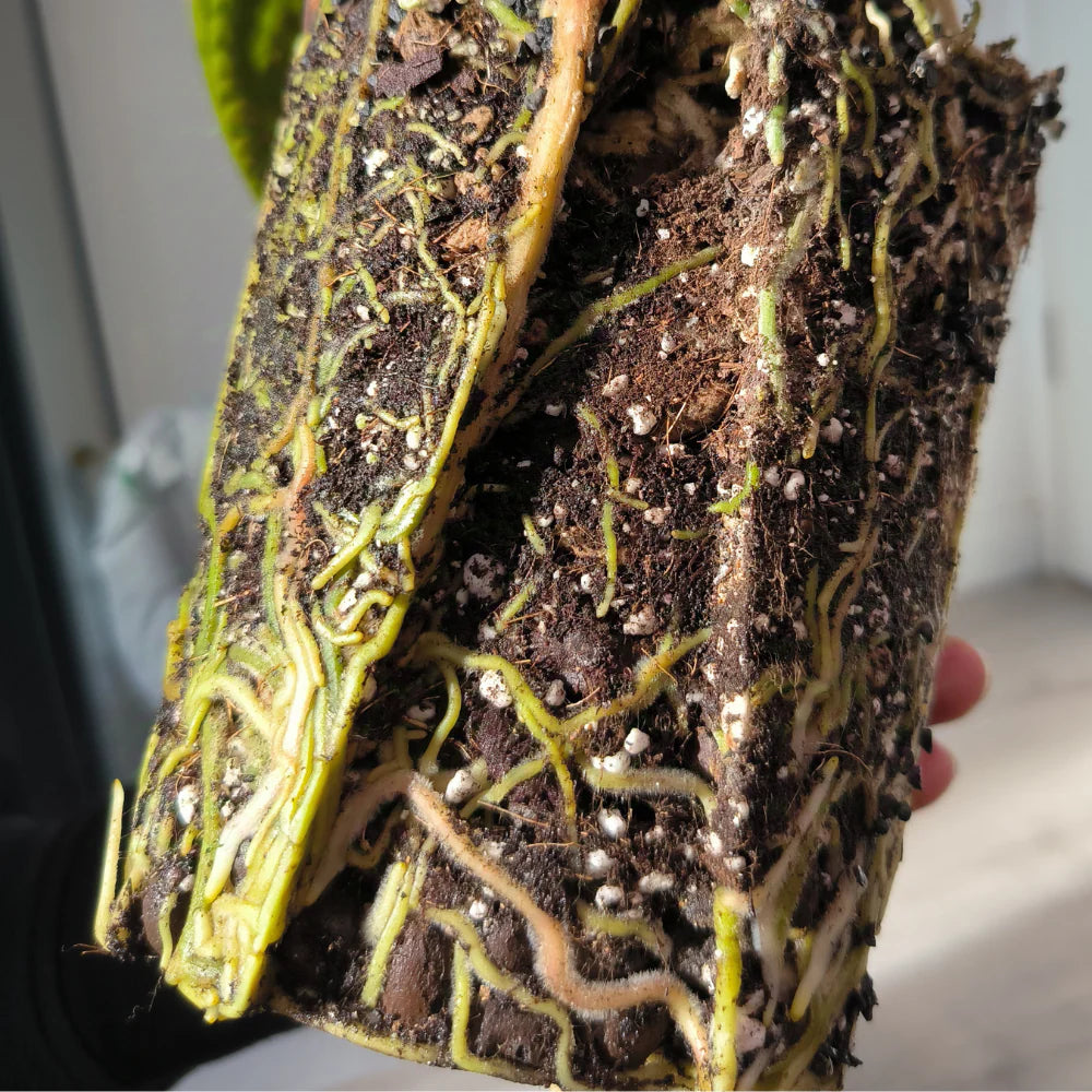 Průhledný květináč pro aroidy Plantscraper
